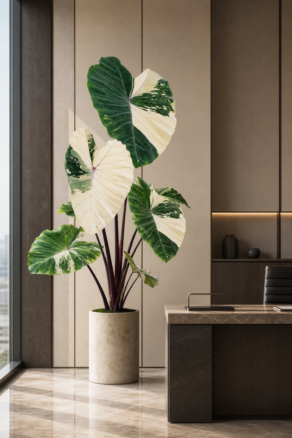 Colocasia Cannibal