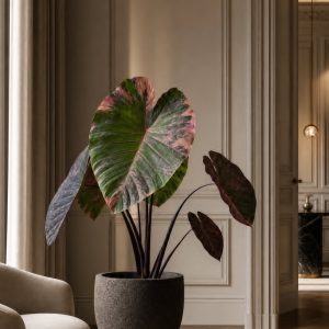 Colocasia – Star Matrix