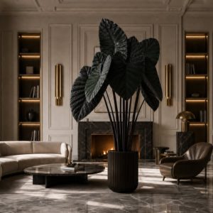 Colocasia – Tossacan